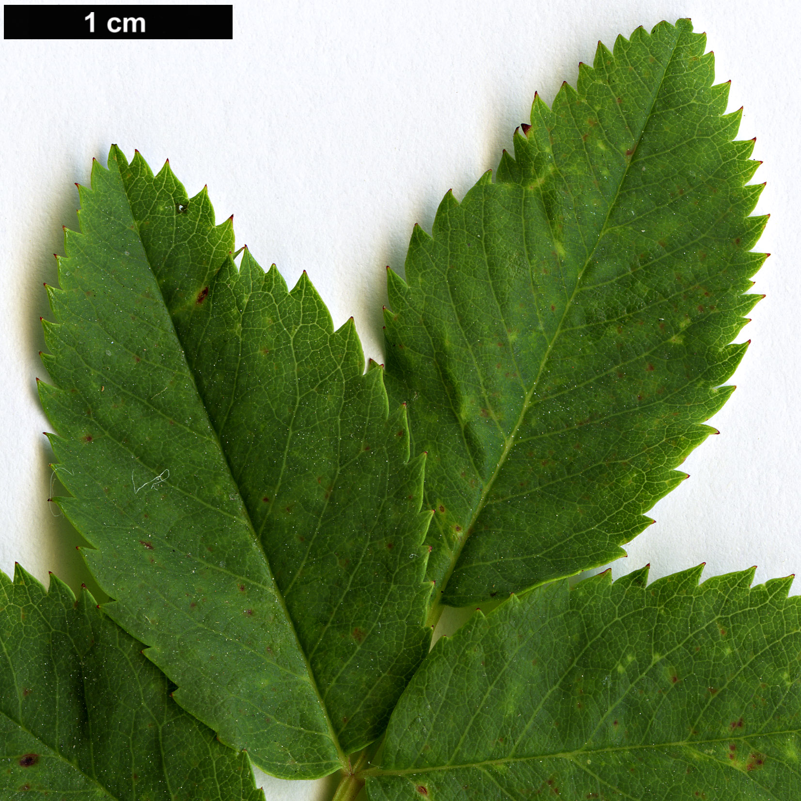 High resolution image: Family: Rosaceae - Genus: Rosa - Taxon: woosii - SpeciesSub: subsp. ultramontana